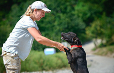 Более 700 бездомных собак из Сочи нашли новых хозяев